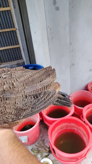 Peacock Baby