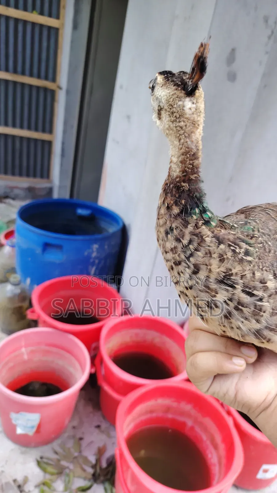 Peacock Baby