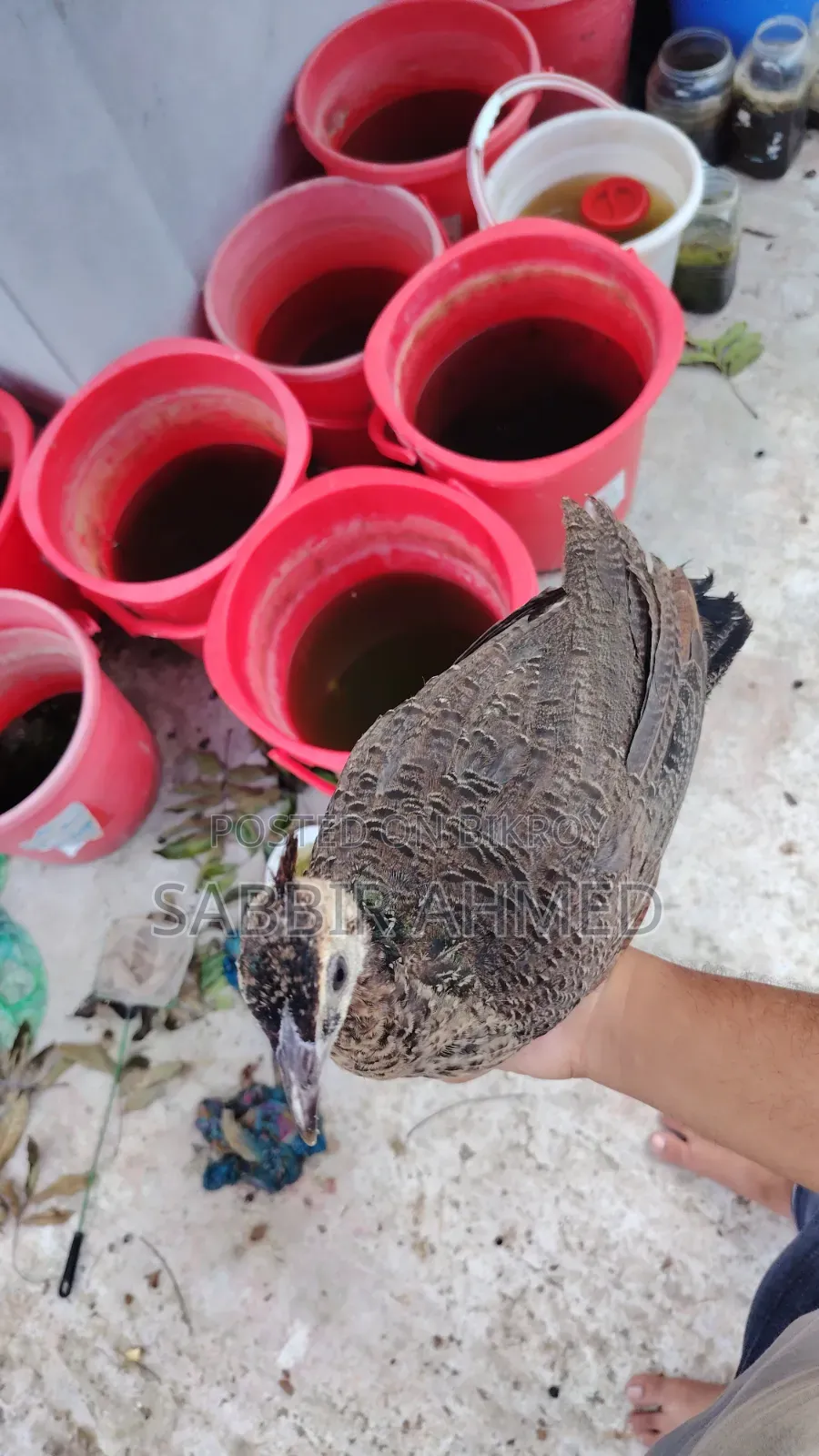 Peacock Baby