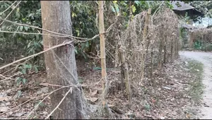 ৫ গন্ডা নিষ্কণ্টক জমি।