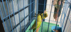 Budgerigar Bird