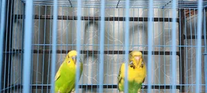 Budgerigar Bird