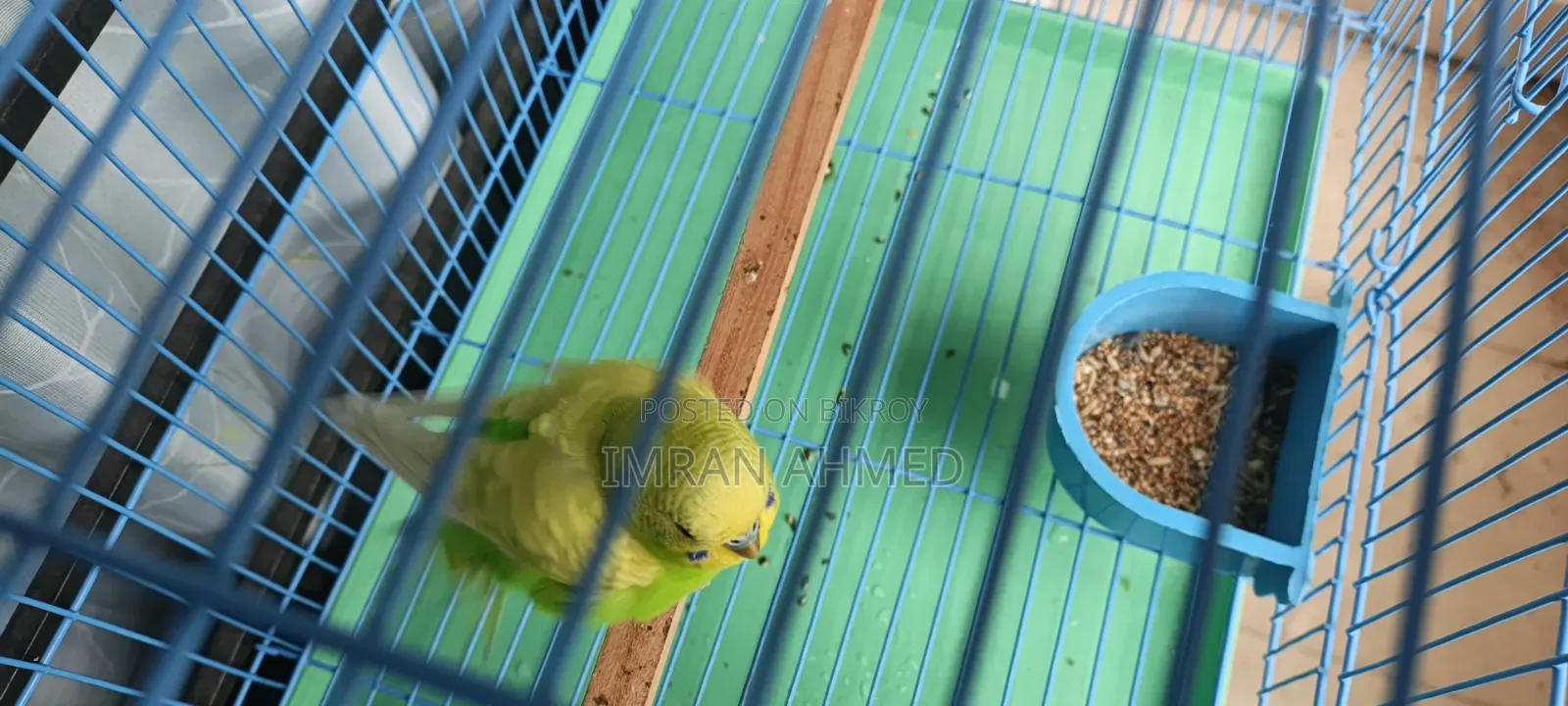 Budgerigar Bird