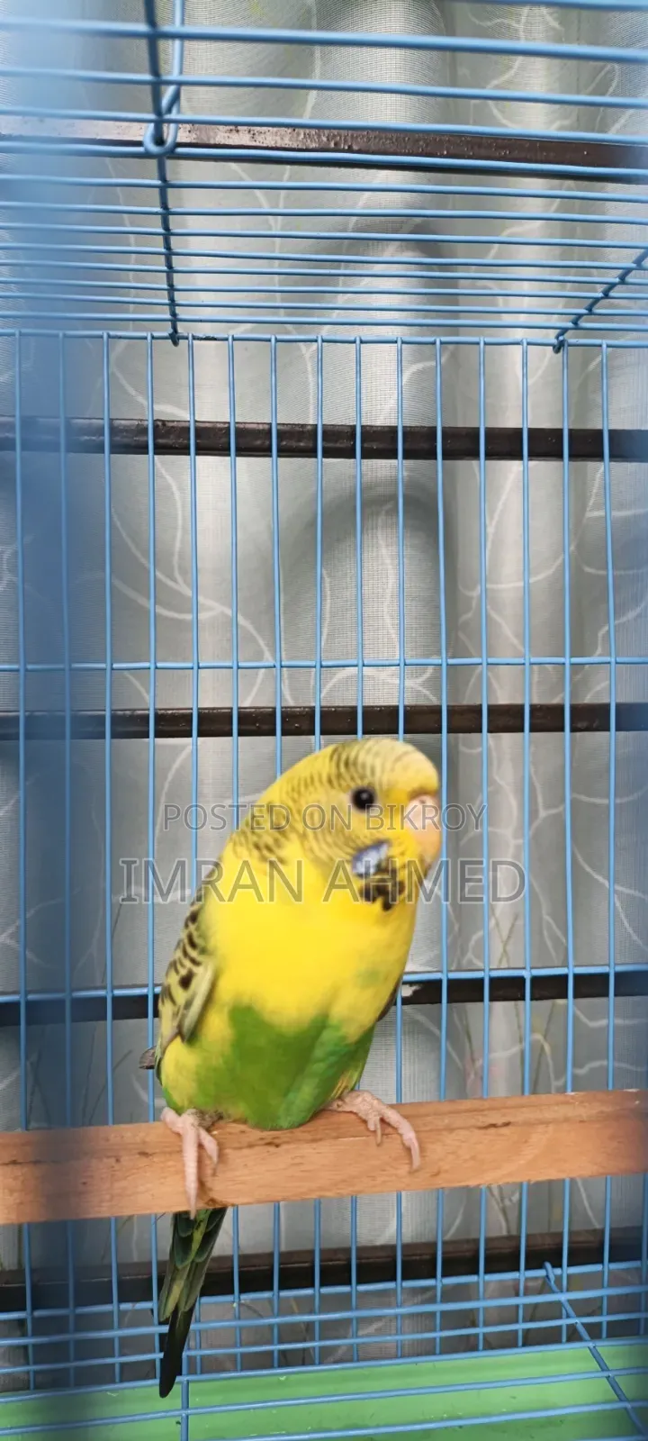 Budgerigar Bird