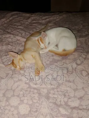 1-3 Months Male Mixed Breed Cat