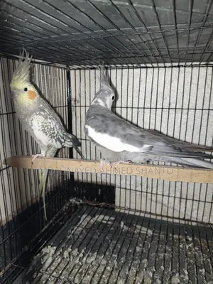 তিন জোড়া কোকাটেল পাখি