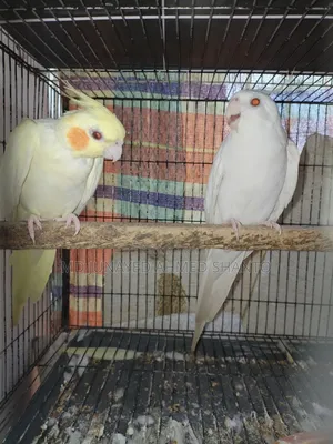 তিন জোড়া কোকাটেল পাখি