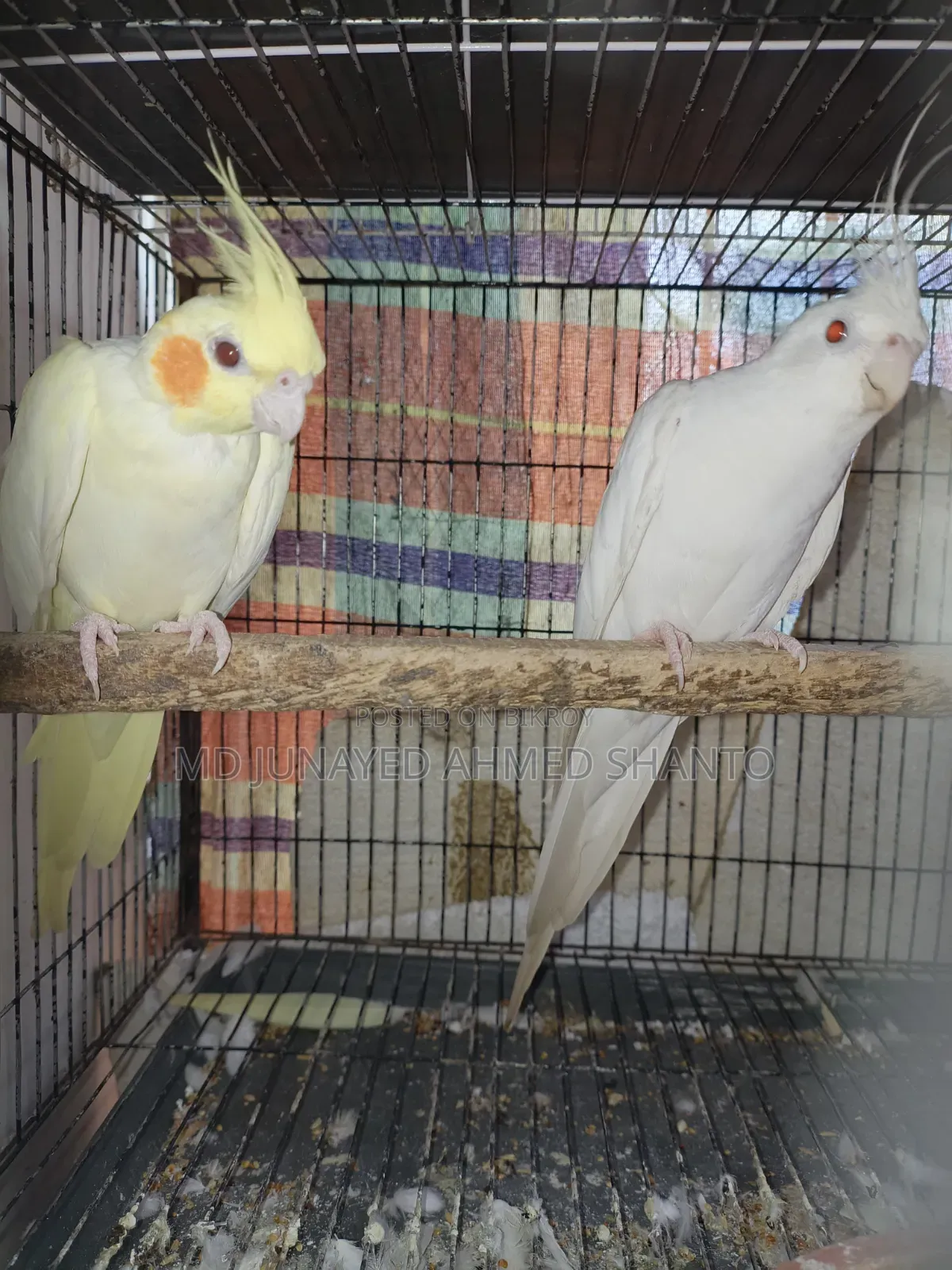 তিন জোড়া কোকাটেল পাখি