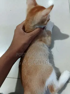 1-3 months Male Mixed Breed Bengal