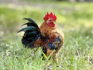 শো সেরামা বাচ্চা
