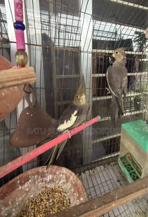 2pc Gray Female