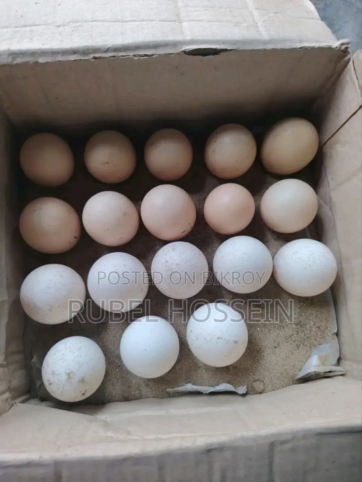 ব্রাহমা হ্যাচিং ডিম বিক্রির জন্য