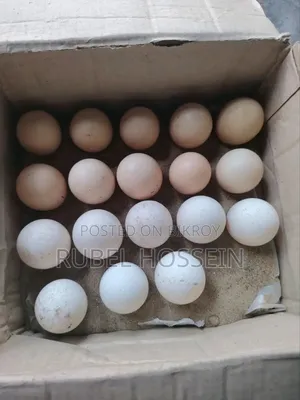 ব্রাহমা হ্যাচিং ডিম বিক্রির জন্য