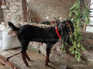 হরিয়ানা ছাগলের বাচ্চা