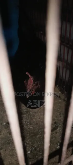 বিক্রির জন্য ভালো মানের দেশি মুরগি সুস্থ সবল