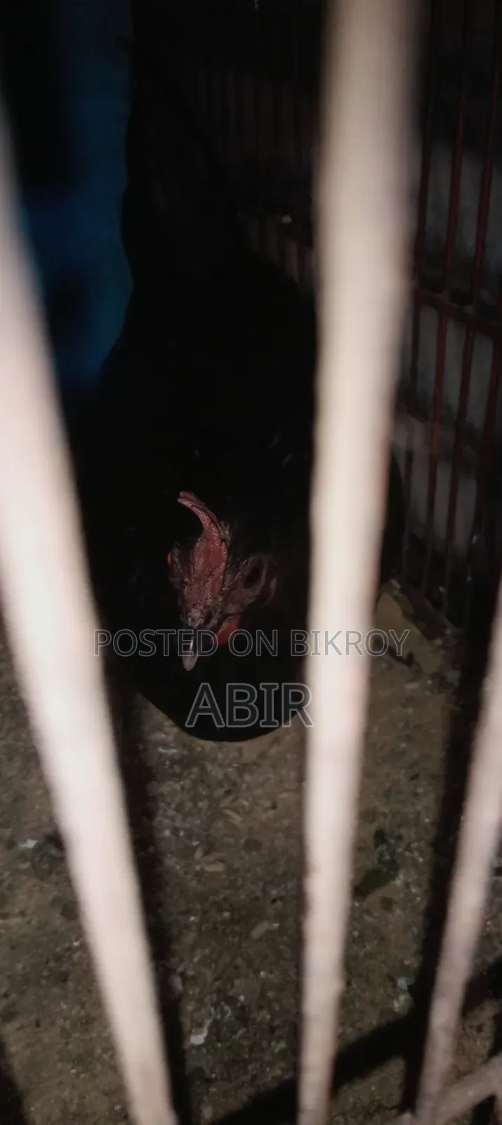 বিক্রির জন্য ভালো মানের দেশি মুরগি সুস্থ সবল