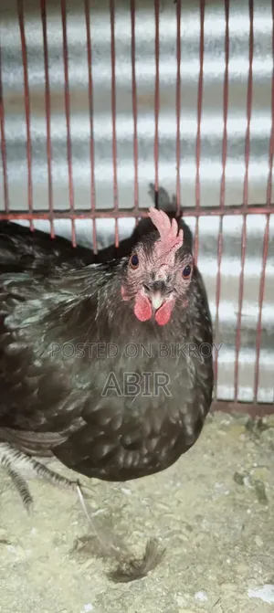 বিক্রির জন্য ভালো মানের দেশি মুরগি সুস্থ সবল