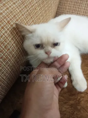 6-12 Months Female Purebred British Shorthair