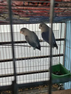 Love Bird Blue Fisher