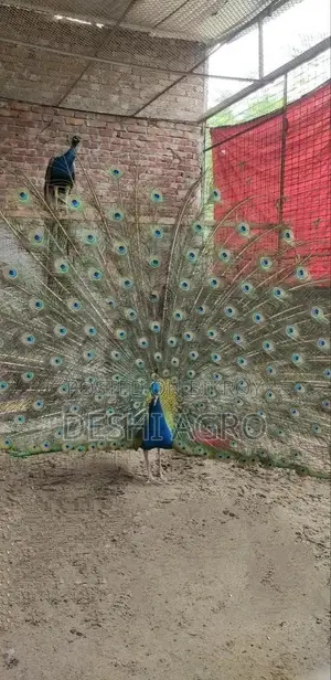 ব্লু পিকক সব বয়সের পাওয়া যায়
