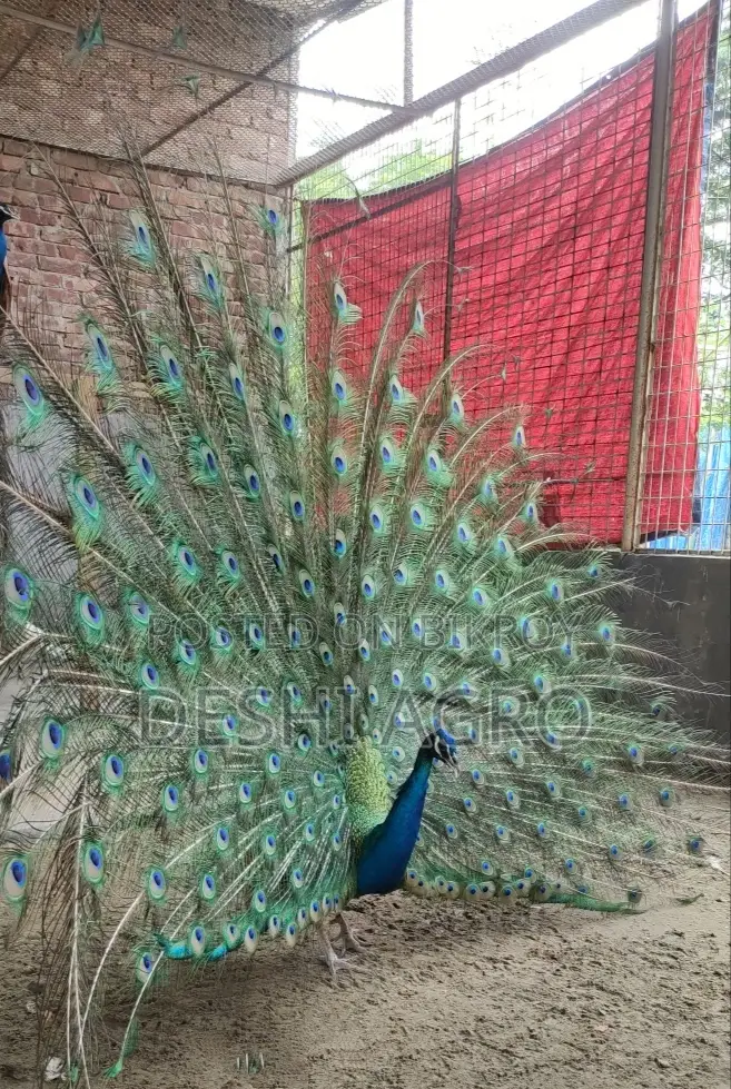 ব্লু পিকক সব বয়সের পাওয়া যায়