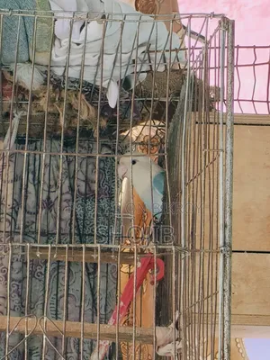লাভ বার্ডস