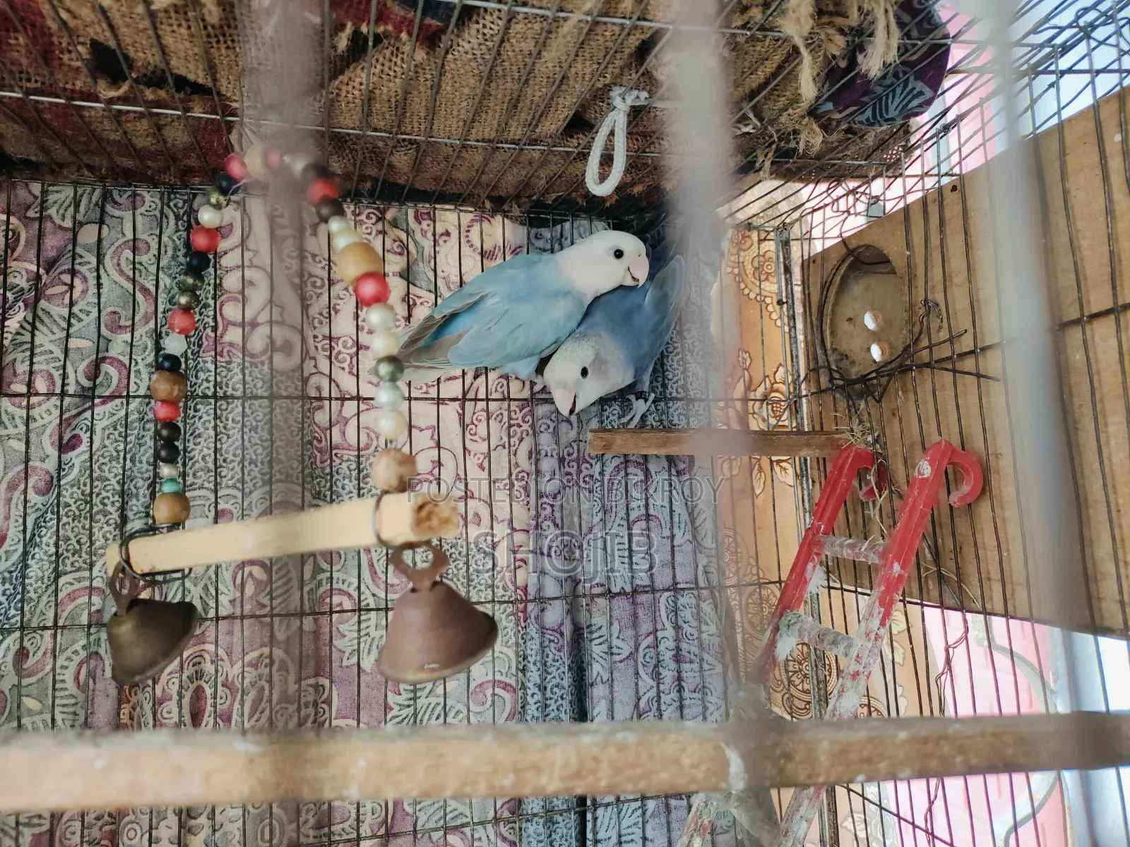 লাভ বার্ডস