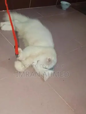 3-6 Months Female Purebred Persian