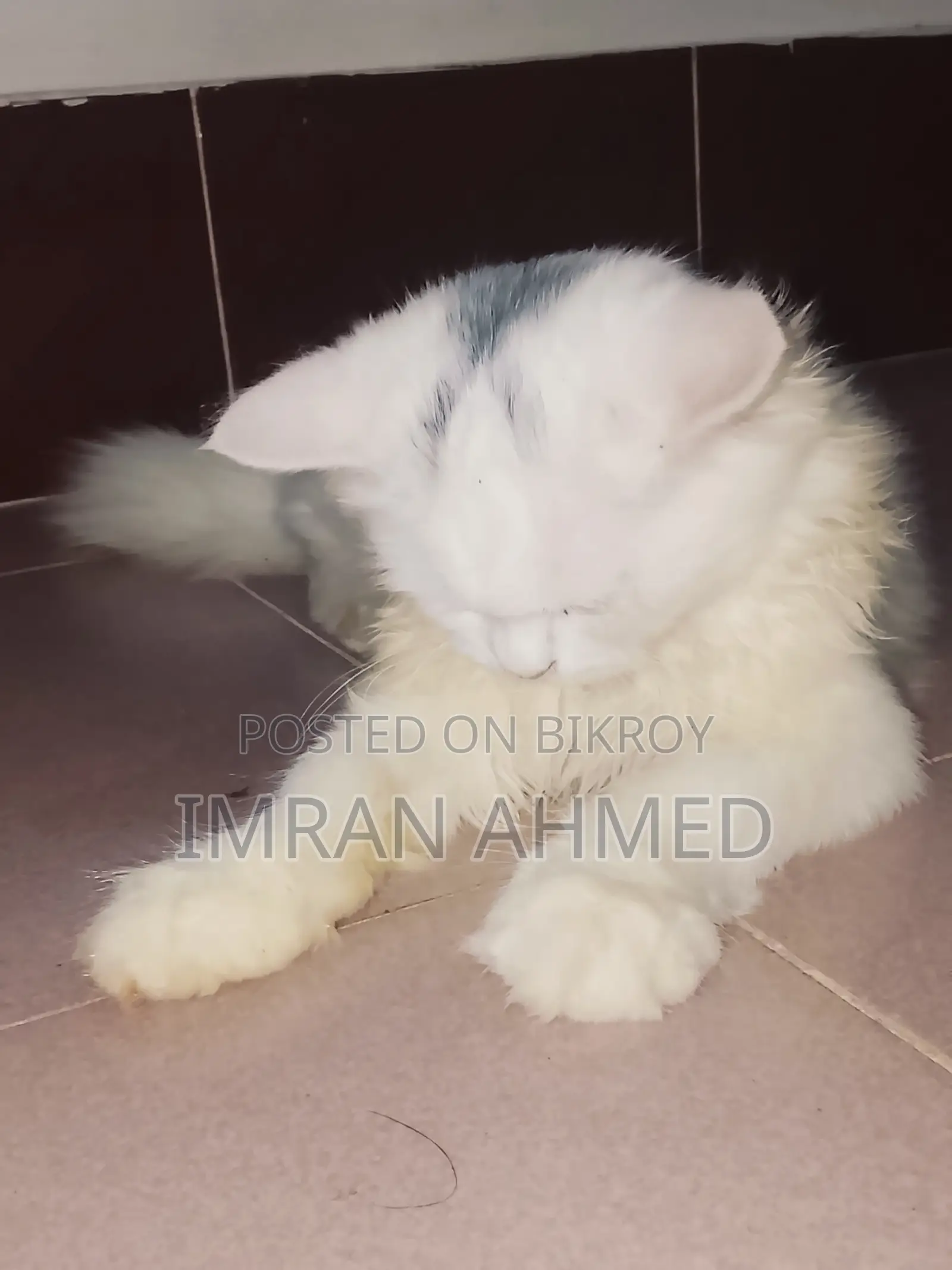 3-6 Months Female Purebred Persian