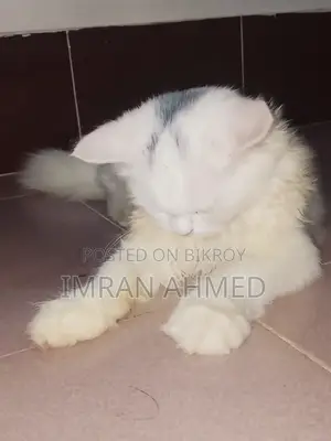 3-6 Months Female Purebred Persian
