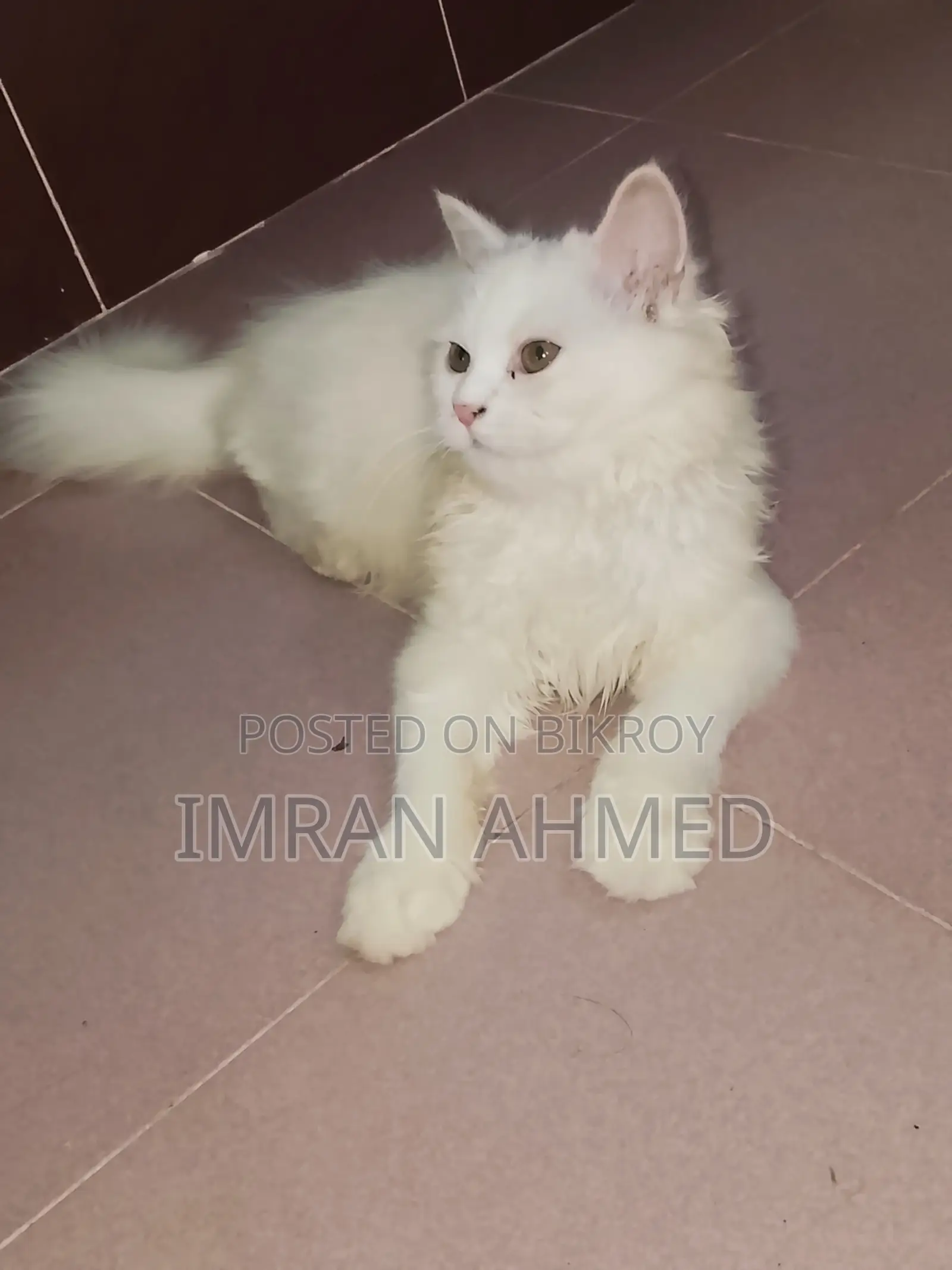 3-6 Months Female Purebred Persian