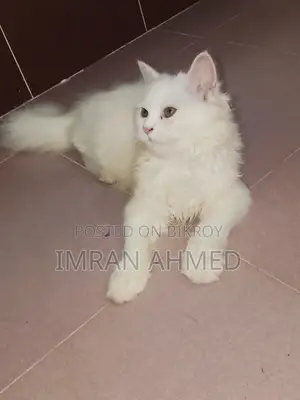 3-6 Months Female Purebred Persian