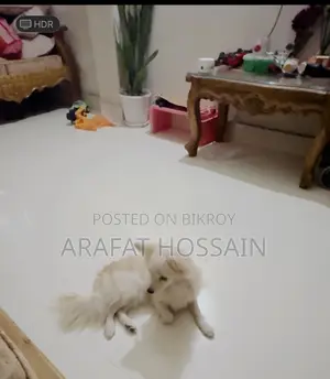 ৬-১২ মাস বয়সী নারী পিওরব্রেড জাপানিজ স্পিটজ