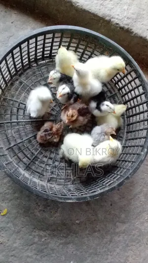 ব্রাহামা, কোচিং, বেন্থাম, গোল্ডেন সেব্রাইট মুরগির বাচ্চা