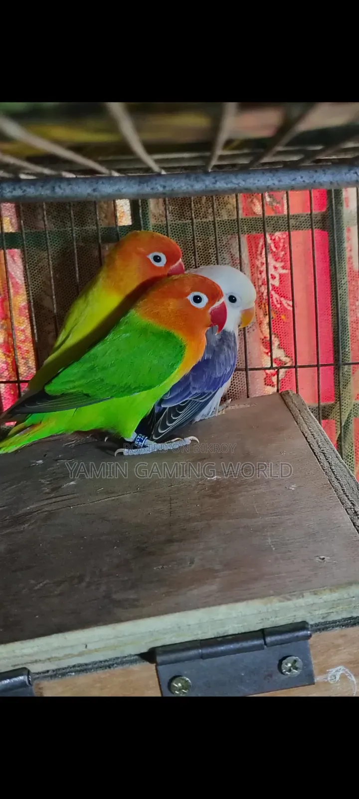 Love Bird Sell