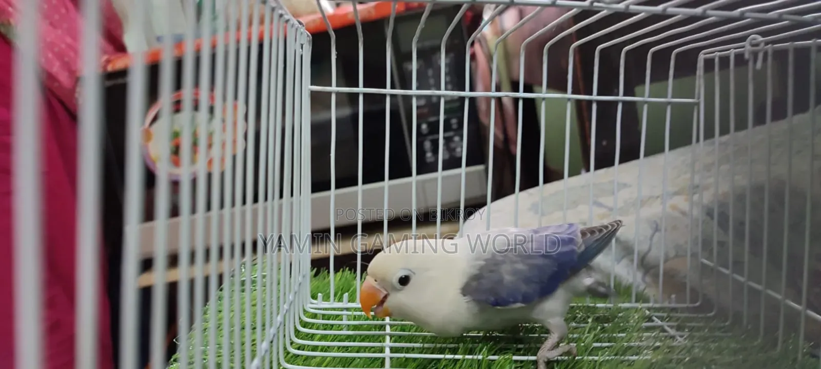 Love Bird Sell