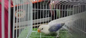 Love Bird Sell