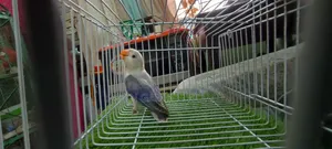 Love Bird Sell