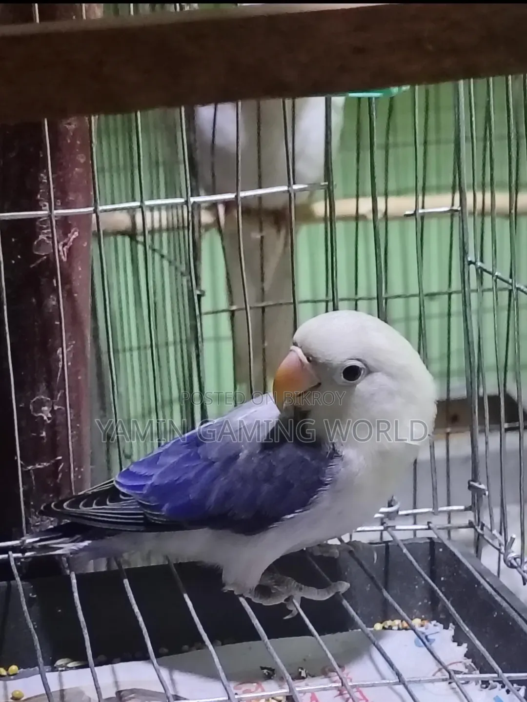Love Bird Sell