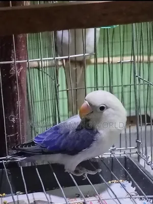 Love Bird Sell