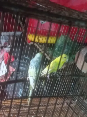 Budgerigar Bird