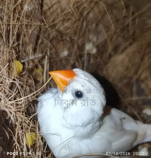 Finch Bird