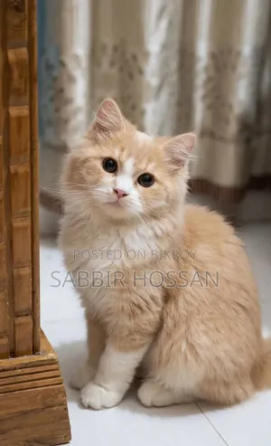 6-12 Months Female Purebred Persian