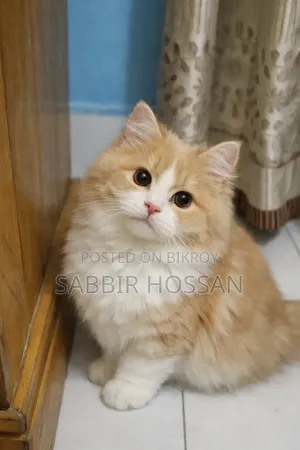 6-12 Months Female Purebred Persian