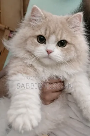 6-12 Months Female Purebred Persian