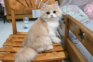 6-12 Months Female Purebred Persian