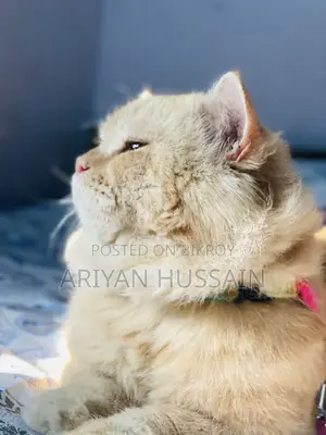 1+ Year Male Purebred Persian
