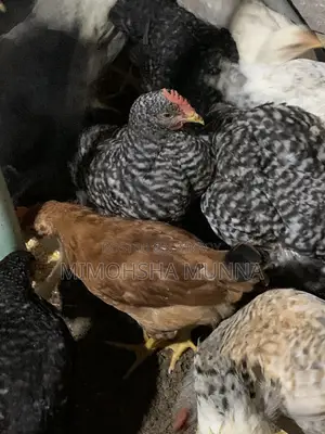 মোরগ মুরগি দেশী বিদেশী