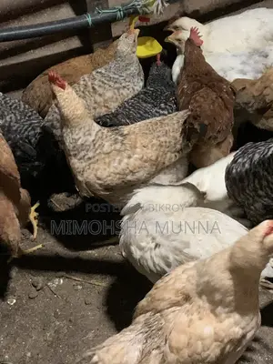 মোরগ মুরগি দেশী বিদেশী