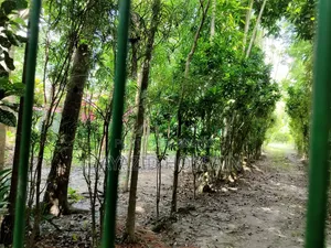 Bandura Deotola